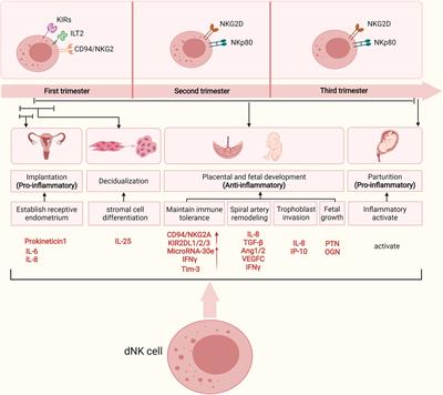 Role of Decidual Natural Killer Cells in Human Pregnancy and Related Pregnancy Complications